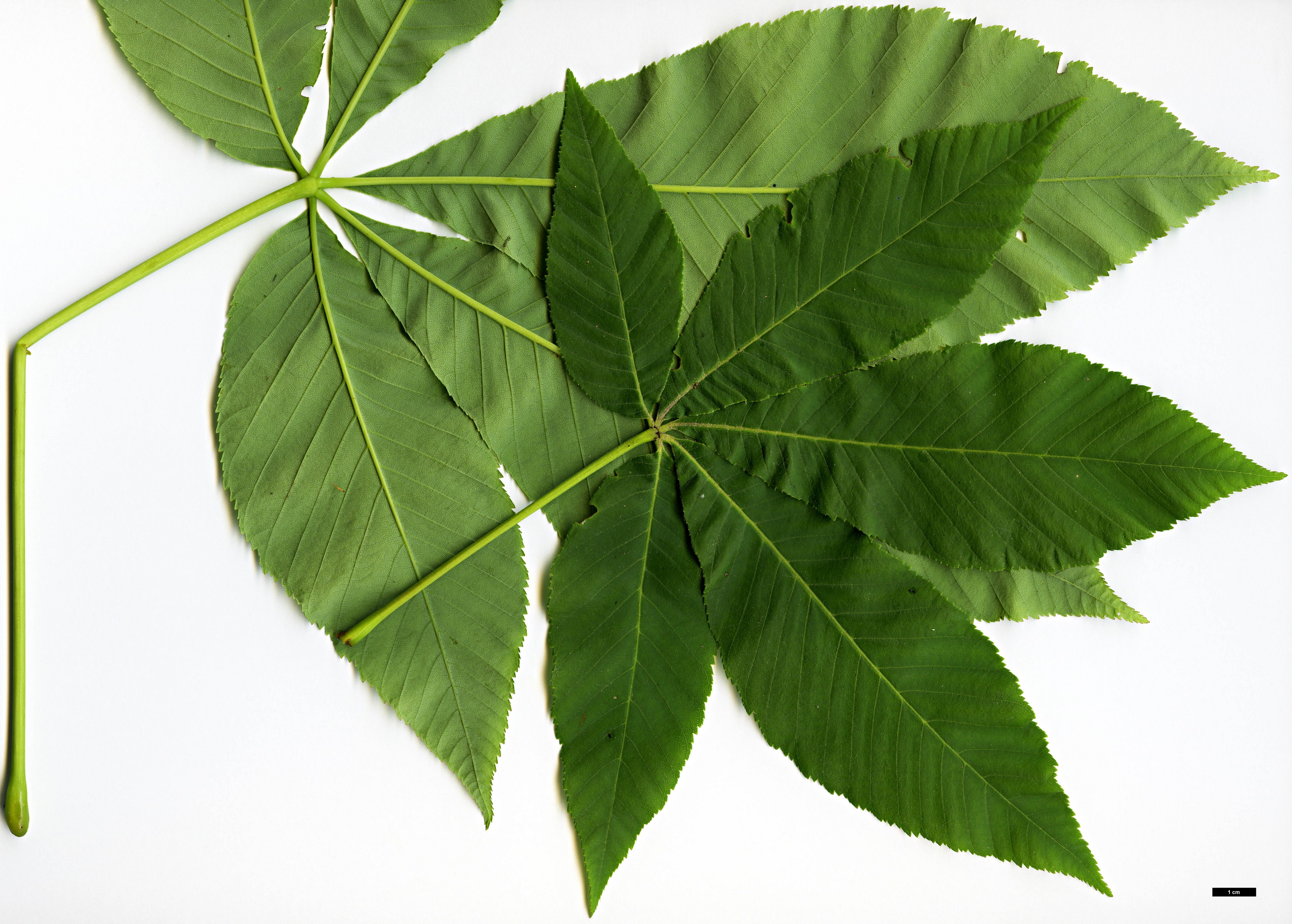 High resolution image: Family: Sapindaceae - Genus: Aesculus - Taxon: sylvatica